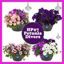 Bild von HP27 Petunia Divers
